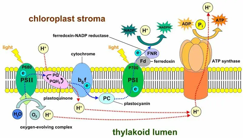 Function of Chloroplast Stroma in Photosynthesis