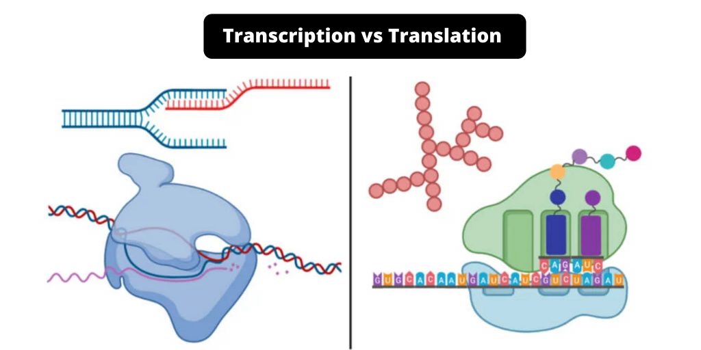 Differences between Transcription and Translation - Transcription vs Translation