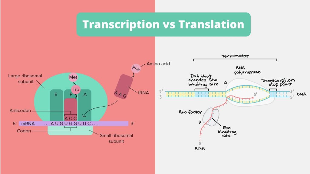Differences between Transcription and Translation - Transcription vs Translation