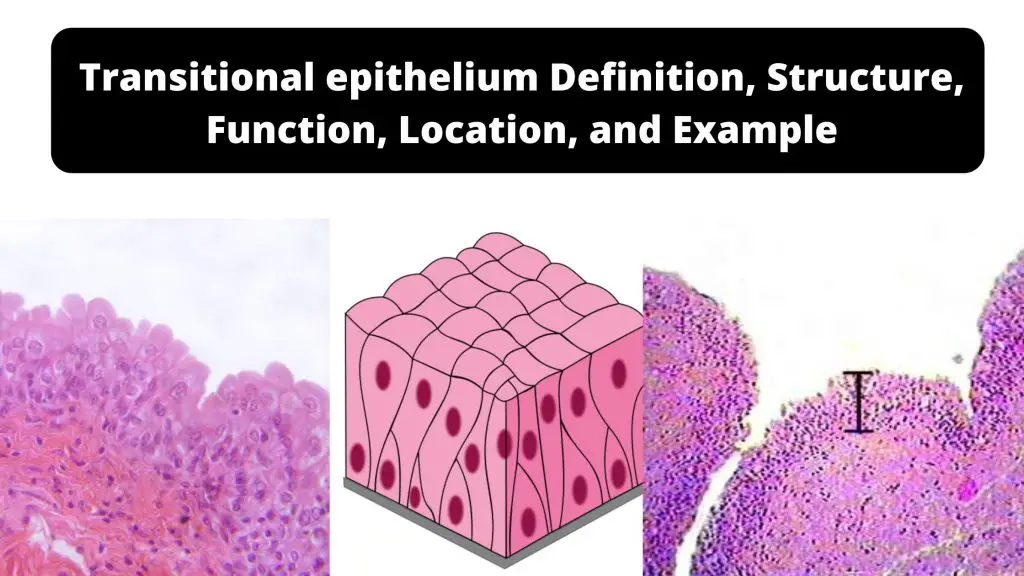 Transitional epithelium Definition, Structure, Function, Location, and Example