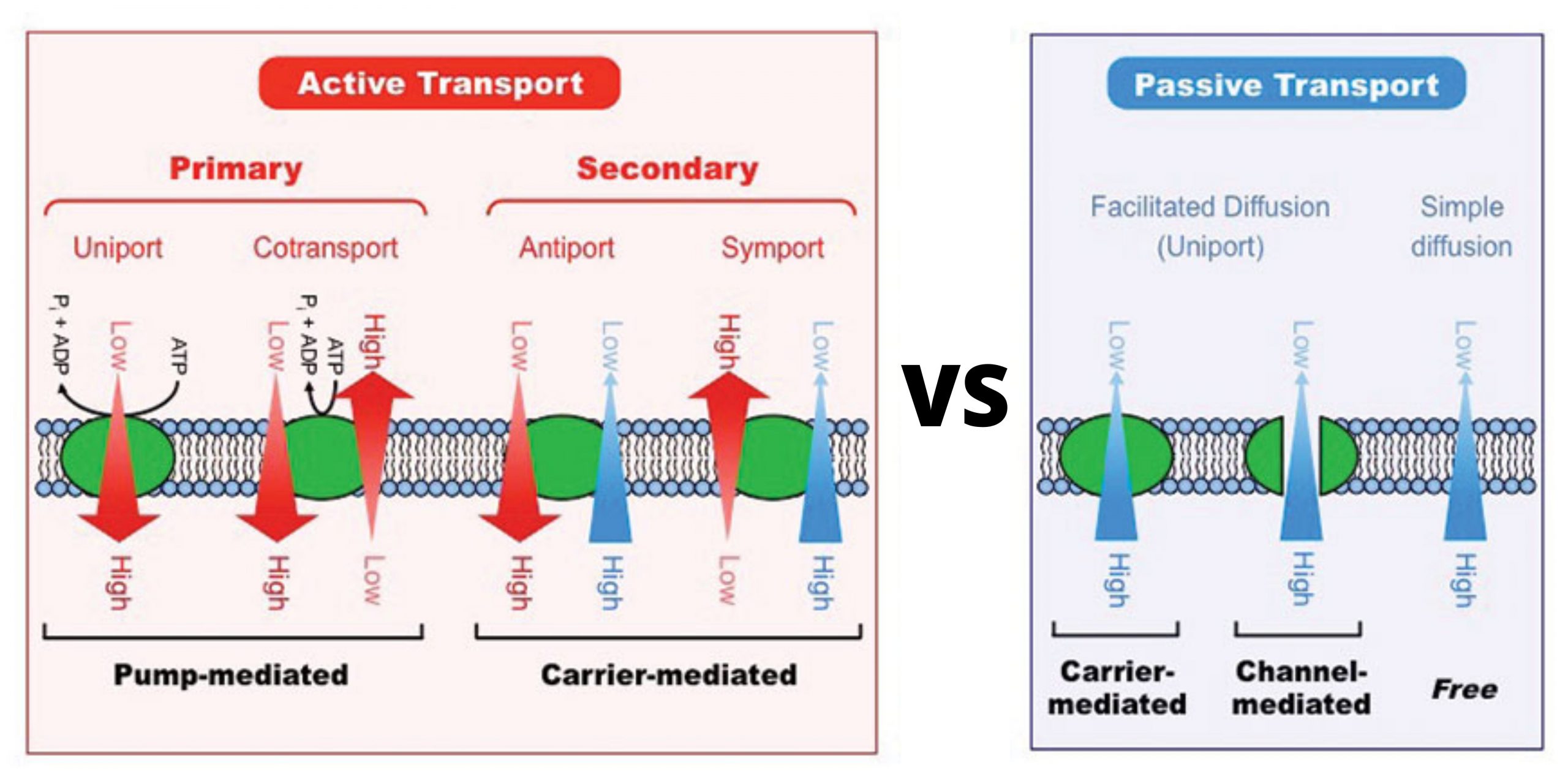 Difference Between Active Transport and Passive Transport - Active vs Passive Transport