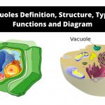 Vacuoles Definition, Structure, Types, Functions and Diagram