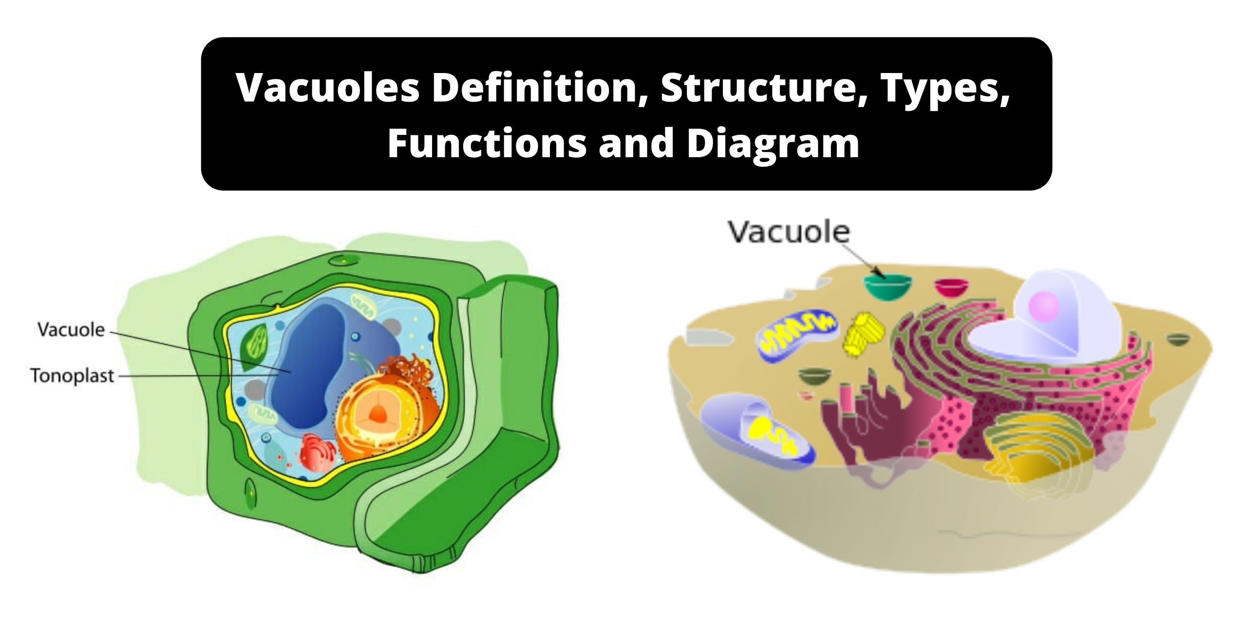 Vacuoles Definition, Structure, Types, Functions, And Diagram