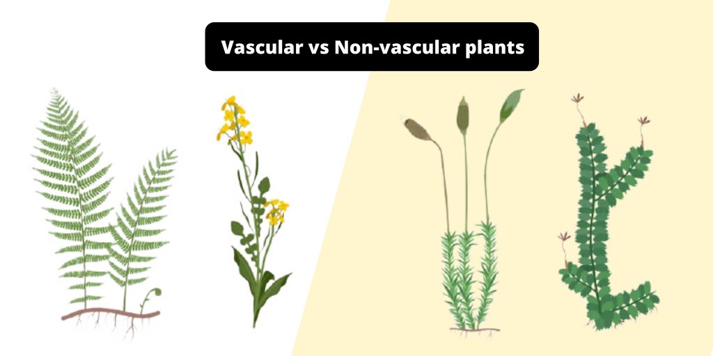 Difference between Vascular and Non-vascular plants - Vascular vs Non-vascular plants