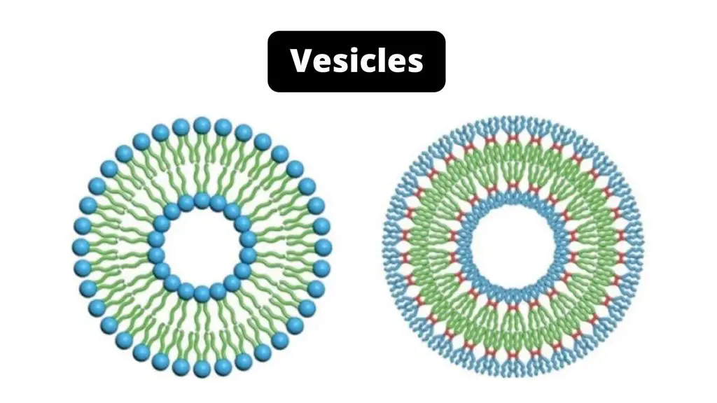 Vesicles Definition, Structure, Types and Functions