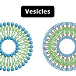 Vesicles Definition, Structure, Types and Functions