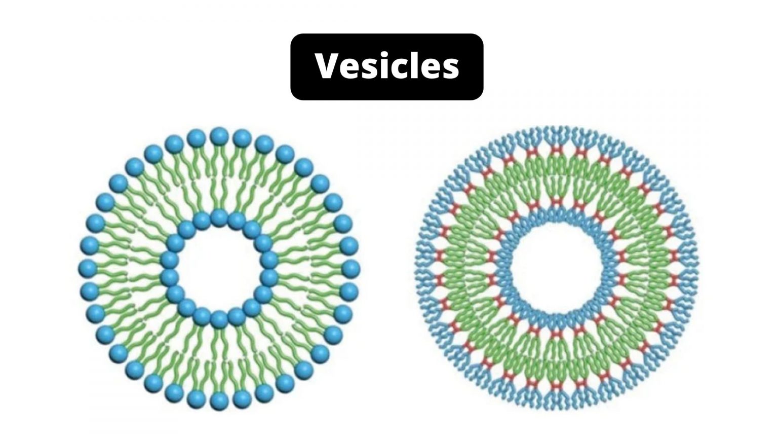Vesicles Definition, Structure, Types, and Functions
