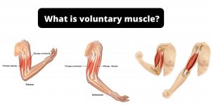 What is voluntary muscle?