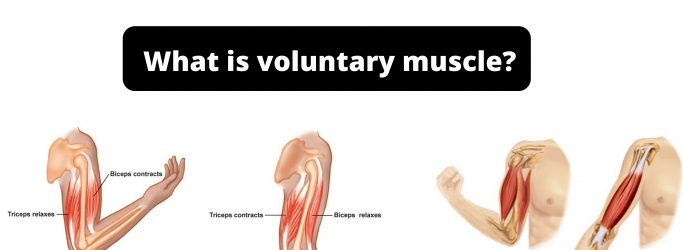 What is voluntary muscle?