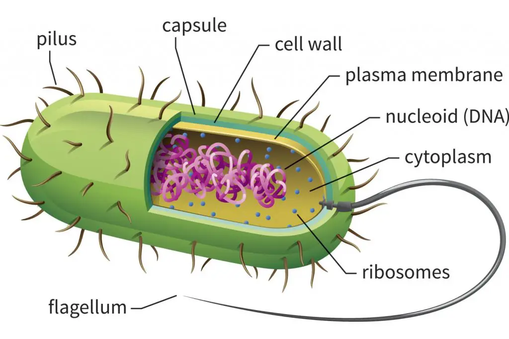 Structure of a prokaryotic cell