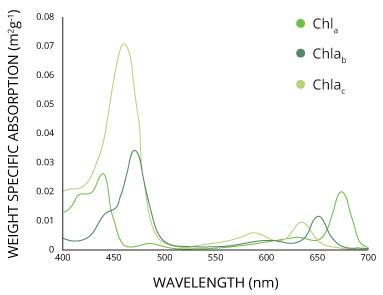 Different pigments absorb optimally different wavelengths of light. So the absorption spectrum of each pigment is characteristic of each one of them. 