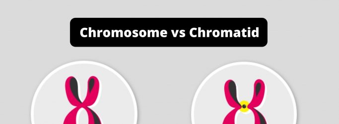 Difference between Chromosome and Chromatid - Chromosome vs Chromatid