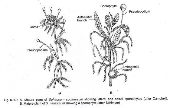 Structure of Sphagnum