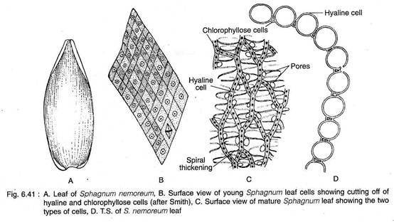 Structure of Sphagnum