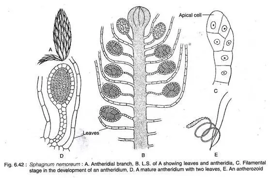 Antheridial Branch