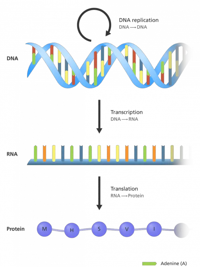 What is the ‘Central Dogma’?