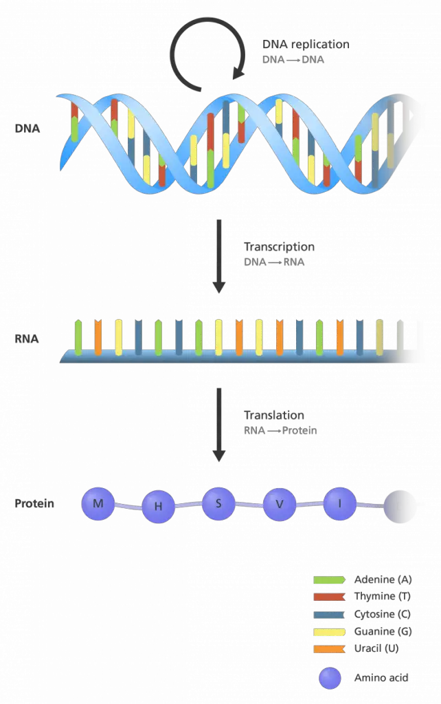 What is the 'Central Dogma'?