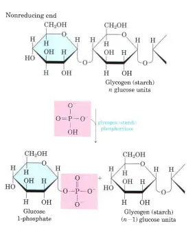 Breakdown of intracellular glycogen by glycogen phosphorylas
