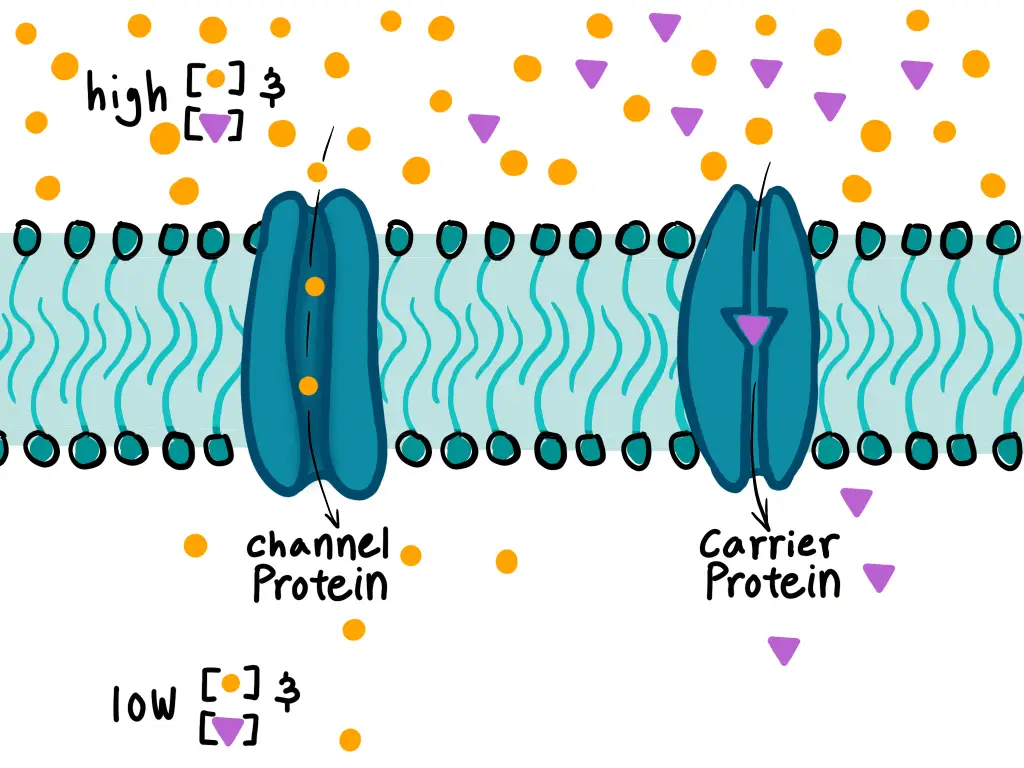Transmembrane Proteins
