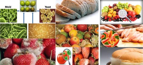 Microorganisms in food Spoilage - Microbes in food spoilage