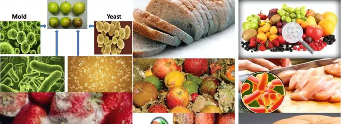 Microorganisms in food Spoilage - Microbes in food spoilage