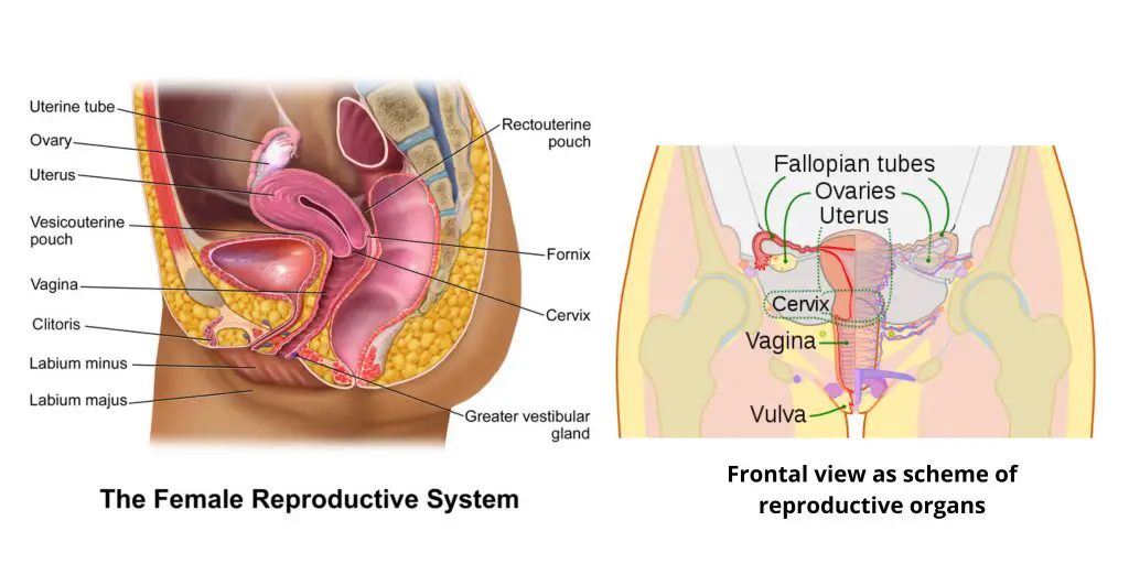Human Female Reproductive System Organs and Structure