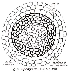 Internal Structure of Sphagnum