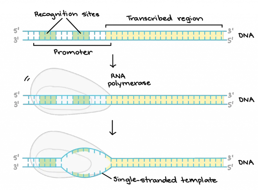 DNA Transcription Initiation.
