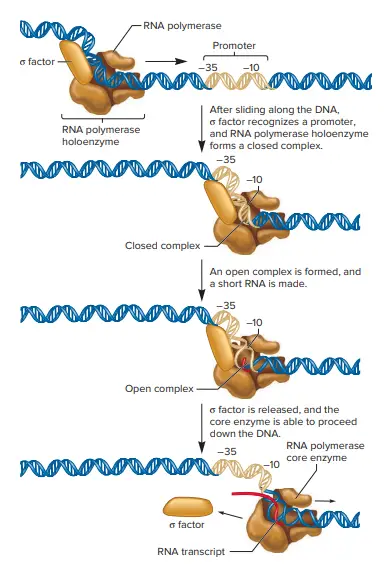 Initiation Of RNA Chains/Initiation Of Prokaryotic Transcription