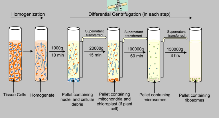 Differential centrifugation Protocol