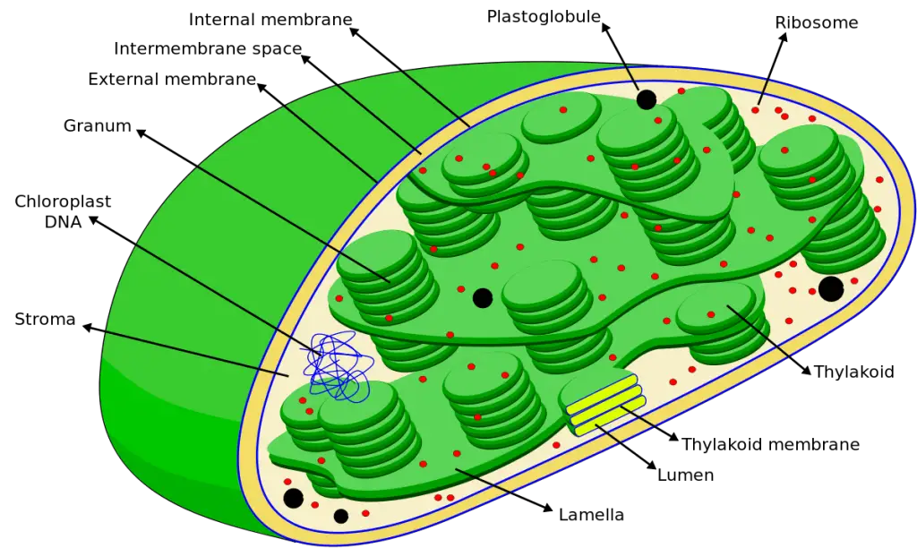Diagram of Chloroplast
