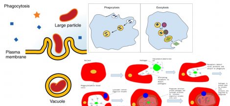 Phagocytosis definition, steps, and example