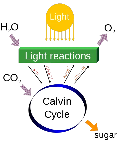 Photosynthesis diagram.