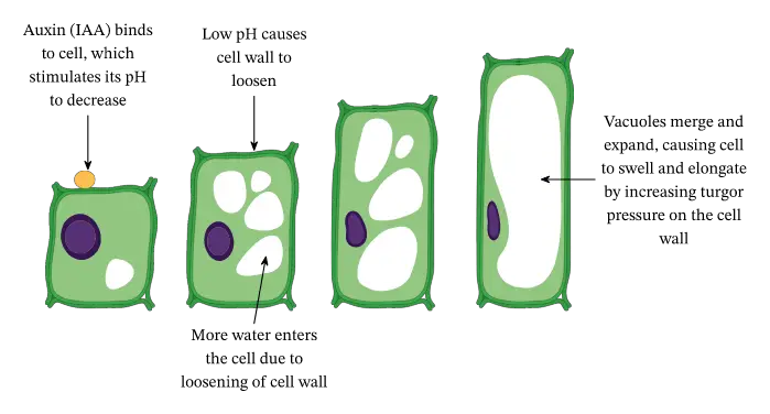 See how vacuoles aid in the exponential growth of plant cells. The plant hormone auxin stimulates this growth process in which plant cells absorb more and more water. Vacuole must eventually absorb all water and expand in order to survive. This expansion leads to the expansion, growth, and elongation of the cell.
