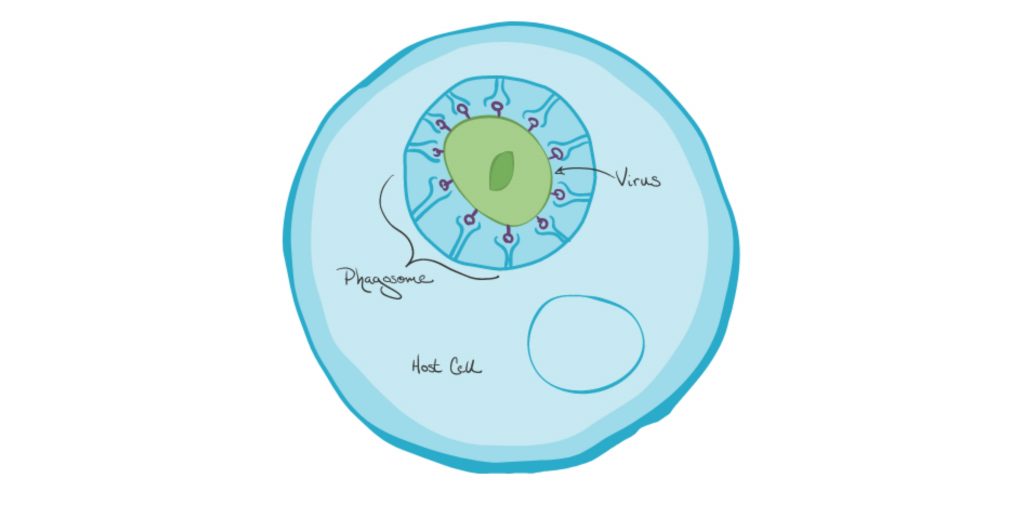 How does phagocytosis occurs?