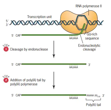 Termination of Eukaryotic Transcription By Chain Cleavage And The Addition Of 3 Poly(A) Tails