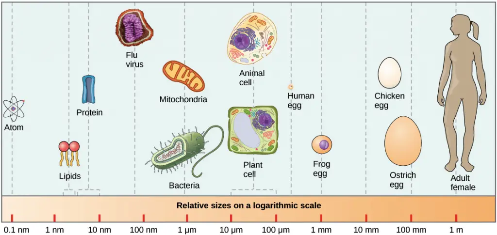 Prokaryotic Cell size