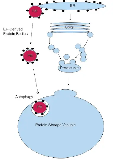 Protein bodies containing protein vacuoles.