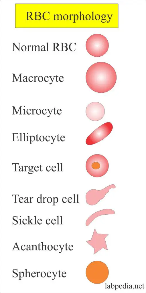 Red Blood Cell Morphology