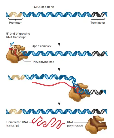 Stages of Prokaryotic Transcription