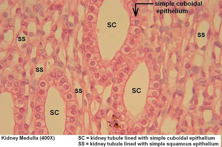 stratified cuboidal epithelium 400x