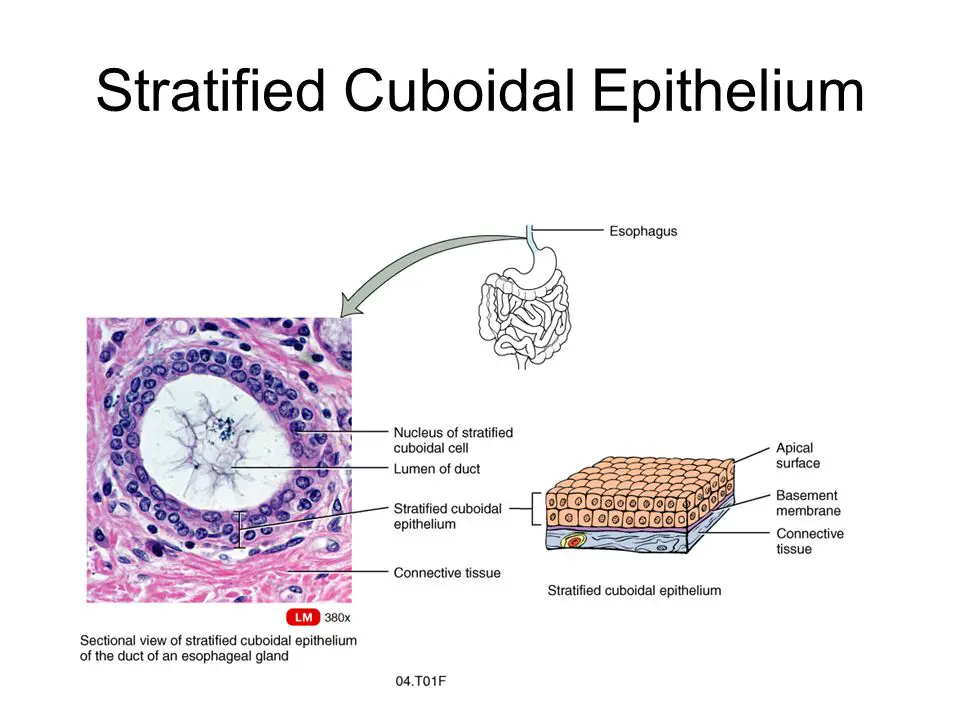 Stratified cuboidal epithelium labeled