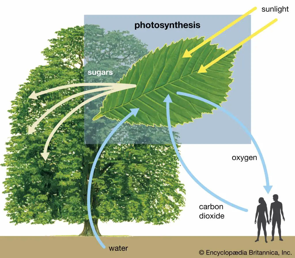 Importance of photosynthesis