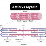 Differences Between Actin and Myosin - Actin vs Myosin