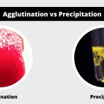 Differences Between Agglutination and Precipitation