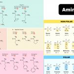 Amino Acids Physical Properties, Structure, Classification, Functions