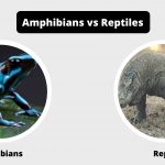 Differences Between Amphibians and Reptiles - Amphibians vs Reptiles