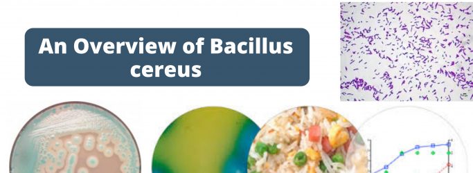 An Overview of Bacillus cereus