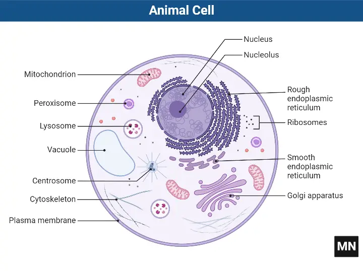 What Does A Animal Cell Look Like?