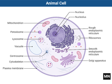 Animal Cell Labeled Diagram, Structure, Types, Functions